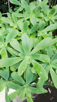 画像の多肉植物の名前を教えてください 某アプリで検索すると 黒 Yahoo 知恵袋