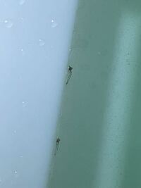 水を汲み置きしてたらこういうものが何個も入っていました これはなんでしょ Yahoo 知恵袋