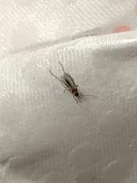 1週間くらい前から3mmくらいの小さい虫 コバエ が家で1日数匹頻度で Yahoo 知恵袋