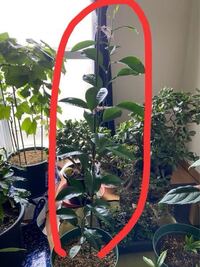 柑橘類の栽培について 去年か一昨年か忘れましたが ジャバ Yahoo 知恵袋