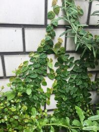 これはなんていう草でしたっけ プミラですね 我が家も植えてましたが Yahoo 知恵袋