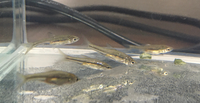 汚い用水路でとってきたのですがこの魚なんですか 私はモツゴの稚 Yahoo 知恵袋