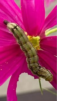 この芋虫は何の幼虫でしょうか。 東日本で9月中旬撮影。体長は3.5cmくらいあります。ネットで調べて似た模様のヒメシジミというチョウが見つかったのですが、体長がそれより大きいです。少し前はミノムシがいくつかいたけれど、それとも違います。
コスモスの花を食べるみたいです。これまで3個体確認していて、毒があるとか木を食い荒らすとかの害があれば駆除しなければいけませんし、そうでなければそっとして置...