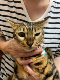 今日起きたらうちの猫ちゃんが片目半開きで涙目になっていました Yahoo 知恵袋