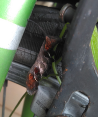 この幼虫は 何の幼虫でしょうか おしりに角があるのはスズメガの Yahoo 知恵袋