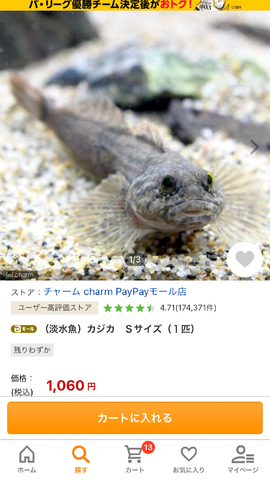 カジカを買いたいのですが 飼育するには何が必要なのですか エサ Yahoo 知恵袋