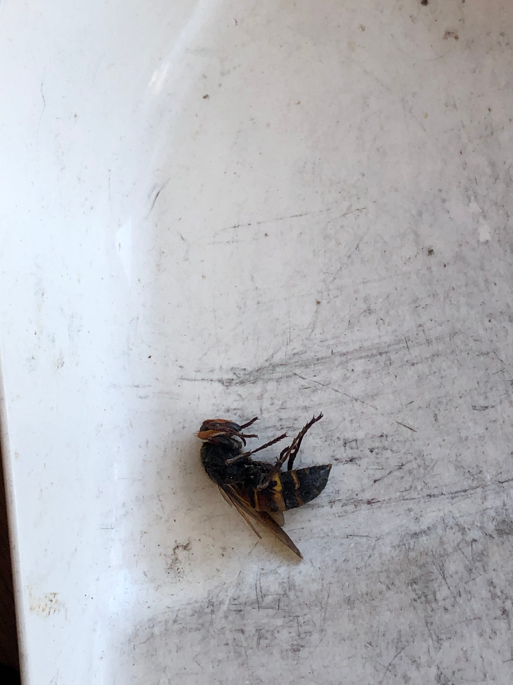 昆虫の写真アリです先日家の中に入ってきたこの蜂の種類はなんでしょう 