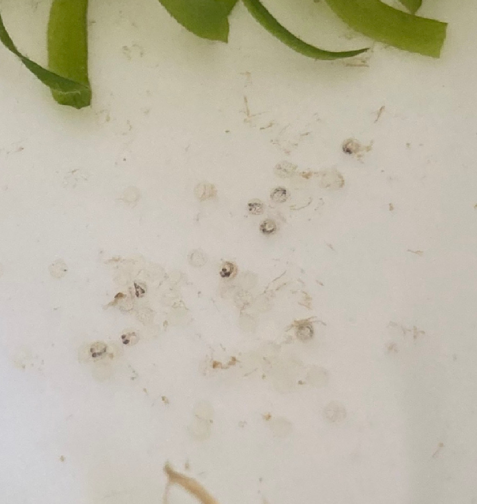 メダカの卵について質問です 写真のようにもう体も見える状態の卵 Yahoo 知恵袋