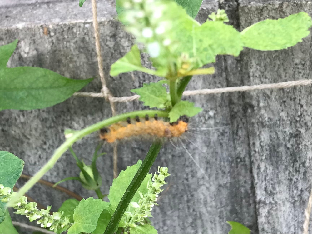 大葉にいたのですが なんの幼虫でしょうか 毒はありますか ヒトリガ Yahoo 知恵袋