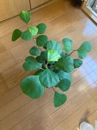 この観葉植物の名前を教えてください 剪定方法が知りたいのですが 名 Yahoo 知恵袋
