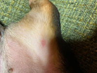 犬に与える野菜 果物について ミニチュアダックスの2ヶ月を飼っています Yahoo 知恵袋