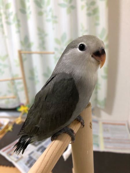 コザクラインコの性別が分かる方もしよろしければウチの子の性別教えていただ Yahoo 知恵袋