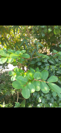 庭に生えたこの植物の名前を教えて下さい 今目線位の高さです幹の太さは人差 Yahoo 知恵袋