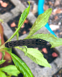 ホウセンカにいたのですが この幼虫はなんでしょうか ホウセンカの葉を食べ Yahoo 知恵袋