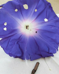 アサガオが虫にやられています 去年自宅で採ったアサガオの Yahoo 知恵袋