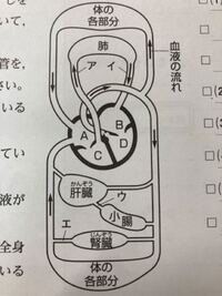 至急 中二理科の問題です 不要な物質がもっとも少ない血液がな Yahoo 知恵袋
