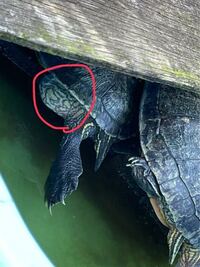 ミドリガメの産卵場所に土を今から購入したいとかんがえてるのですがどんな土が Yahoo 知恵袋