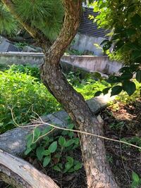 これは赤松でしょうか 黒松でしょうか 見分け方を見はした Yahoo 知恵袋