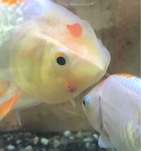 金魚の体から白い糸のようなものが出ています とりあえず 0 5 塩水浴を Yahoo 知恵袋