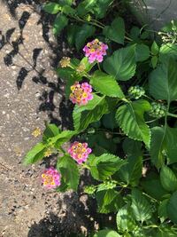 トゲがある花です 何の花かわかる方教えてください家のそばに Yahoo 知恵袋
