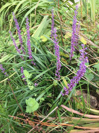 この紫色の花の名前を教えてください 宜しくお願いいたします Yahoo 知恵袋