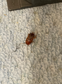 最近我が家で写真のような虫が出現しています。(閲覧注意)
この虫はクロゴキブリの赤ちゃん、チャバネゴキブリの赤ちゃんのどちらなのでしょうか？それともゴキブリ以外の虫なのでしょうか？ 