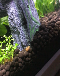 この貝 タニシ みたいな子は何ですか 水草についていたようで Yahoo 知恵袋