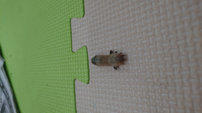 カブトムシ カナブン クワガタ コガネムシの幼虫の見分け方を教えて下さい Yahoo 知恵袋