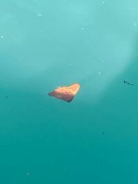 この魚何ですか ナンヨウツバメウオの幼魚です Yahoo 知恵袋