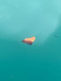 この魚何ですか ナンヨウツバメウオの幼魚です Yahoo 知恵袋