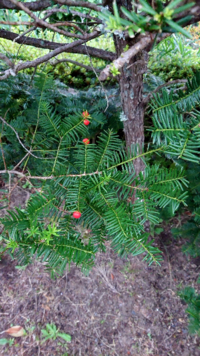 甘くて美味しい ちいさな赤い実のようなものがなる 写真の植物の名前を教え Yahoo 知恵袋