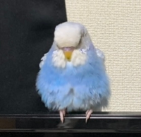 昨日セキセイインコ1歳オスをお迎えしました 普通のセキセイイン Yahoo 知恵袋