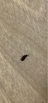 足が黄色くて胴体は黒い 蟻に似た羽付きの虫がいました 1cm Yahoo 知恵袋