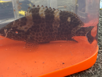 この魚何か教えてください Yahoo 知恵袋