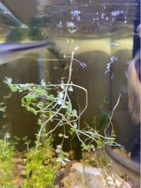 この水草はなんという種類ですか 水に浮遊させておいても大丈夫ですか Yahoo 知恵袋