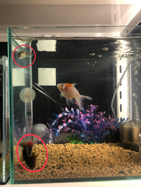 土佐金てよく気絶するんでしょうか 青子2匹と色変わりがま Yahoo 知恵袋