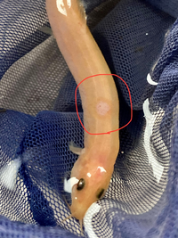 ドジョウの皮膚全体に白いカビの様なもの 白点病ではない が付き始めて次 Yahoo 知恵袋