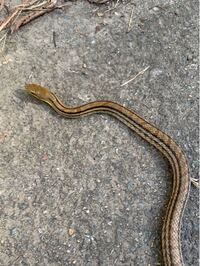 今捕獲しましたが 画像の様に幼蛇の頃のオレンジの模様が残ってる Yahoo 知恵袋