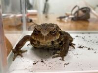 僕は今日 カエルを取ってきましたが カエルはパンを食べますか Yahoo 知恵袋