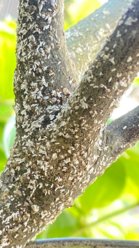 ロシアンオリーブ グミの木 の白いツブツブこの写真の2 3mm程度の白い Yahoo 知恵袋