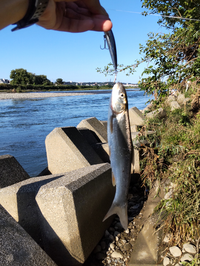 多摩川の五本松公園付近でバス釣りをしていて釣ったのですが なんという魚で Yahoo 知恵袋