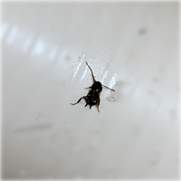 これは子供ゴキでしょうか 最近蟻がよく出るので蟻かと思って捕獲したら ち Yahoo 知恵袋