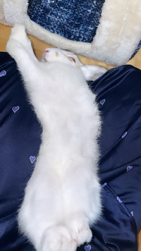 うさぎをいつもお腹も上にして撫でていますいつもこの体制なのですがまずいで Yahoo 知恵袋