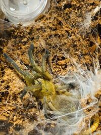 タイランドブラックと聞いて飼育していたのですが 体色的に違うような気がし Yahoo 知恵袋