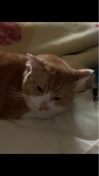 家の猫が最近なんだかは歯ぎしりしてるみたいに口からキシキシと音を 