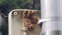 この蜂はどういった種類になりますでしょうか。 山小屋のポールに蜂が巣を作り始めてました。
殺虫剤が無かったので次回駆除しようかなと思いましたが、危険性はあるのでしょうか。

現時点でも周りを5,6匹飛び回っていて、道路沿いで不安を与えるでしょうしいずれにせよ駆除するつもりではあるのですが、スズメバチよりも小さく、ミツバチよりも細く、少し近づいても威嚇とかはしてこないので、緊急性は低いのかなと...