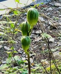 この植物の名前を知っている方いますか ウバユリかオオウバ Yahoo 知恵袋
