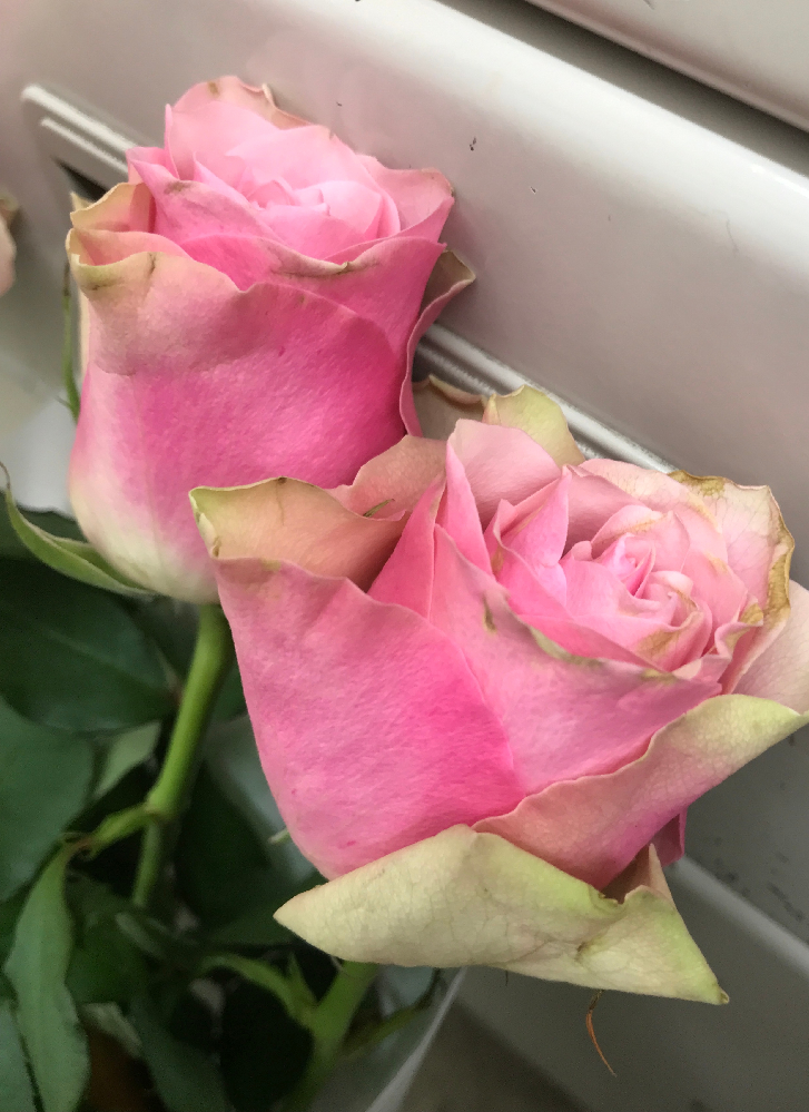 この薔薇の名前を教えてください。今日、薔薇を花屋で購入したのですが