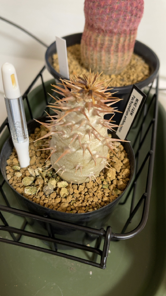 パキポディウムアンボンゲンセについて - 9月25日に実生のア