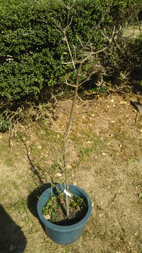 オリーブです突然葉がなくなりました どうすれば良いでしょうか Yahoo 知恵袋